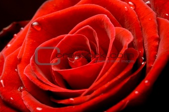 Red rose close up 