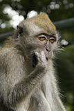 Sleepy long tailed macaque portrait