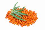 Pile of sea buckthorn berries and some leaves