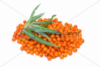 Pile of sea buckthorn berries and some leaves