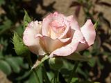 Pink Rose-3