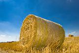 Field with golden hay bale