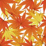 seamless maple leaves