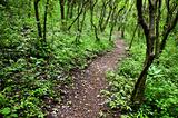 Rain Forest Pathway