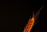 Wheat spikes