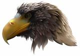 Golden Eagle (Haliaeetus pelagicus)