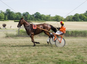 Horse trotting race