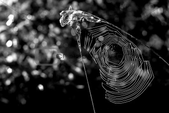 Morning web between two blades