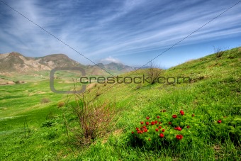 Landscape of a valley with wild flowers