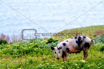 A spotty pig in wildflowers