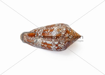 Small sea shell