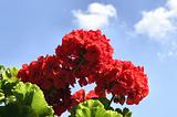 red flowers against the sky