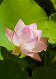 lotus flower drop