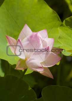 lotus flower drop