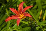 red lily-2