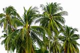 lots of palm trees isolated over white