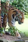 Sumatran tiger 