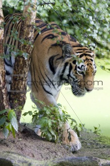 Sumatran tiger 