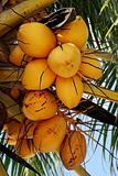 Yellow Coconuts