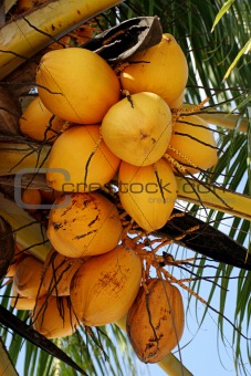 Yellow Coconuts