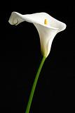 White calla lilly