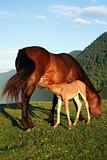 foal with mum a horse