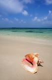 Conch on Tropical Beach