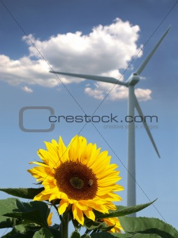 Sunflower with bee in front of a windmill