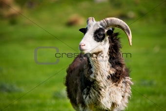 Sheep Ram