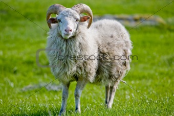 Sheep with Horns