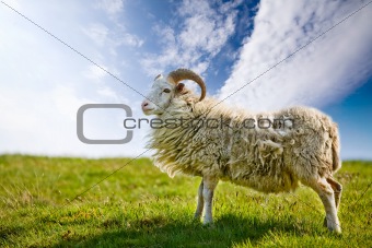 Proud Sheep