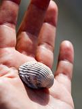 Shell in Hand