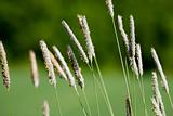 Wild Grass Macro