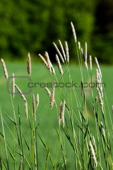 Wild Grass Background