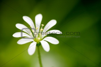 White Flower Macro