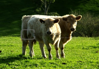 Cattle Couple