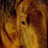 Closeup of a Horse