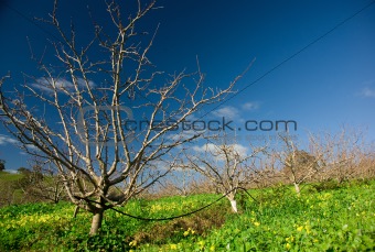 Scenic Orchard