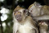 Long tailed macaque being groomed