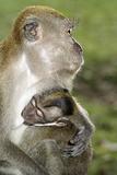 Baby macaque monkey with mother