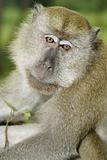 Old macaque monkey portrait