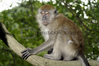 Macaque monkey in tree