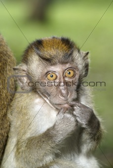 Cute macaque baby monkey finger in mouth