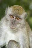 Young macaque monkey portrait