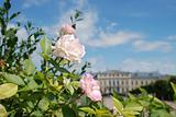 Beautiful roses and Baroque - Rococo style palace in background