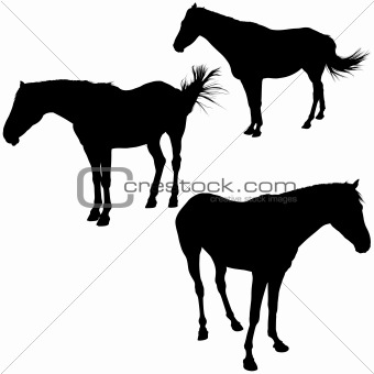 Horses Silhouettes