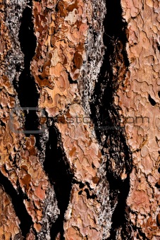 Tree Bark Abstract Background