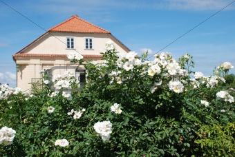 Beautiful roses and gardener`s house in background
