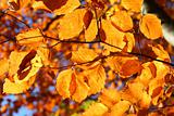 vivid fall leaves