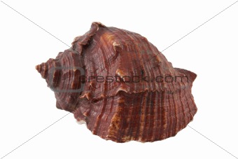 Sea conch isolated